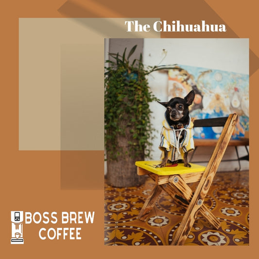 The Chihuahua