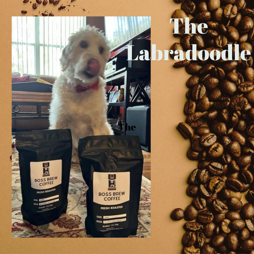 The Labradoodle